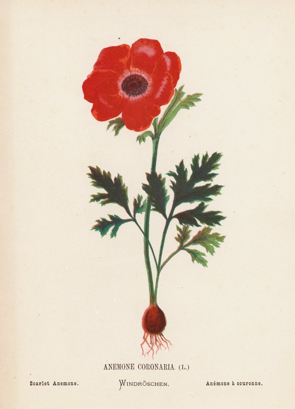 Flores silvestres da Terra Santa: Anémona Coronária; Anémona Escarlate (gravura a cores) de Hannah Zeller