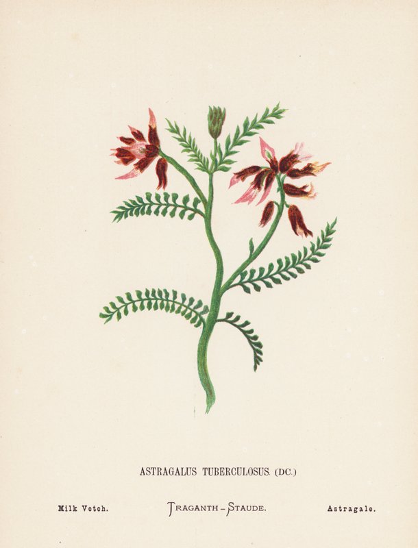 Flores silvestres da Terra Santa: Astragalus Tuberculosus; ervilhaca de leite (gravura a cores) de Hannah Zeller