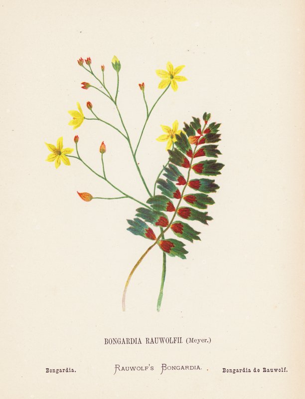 Flores silvestres da Terra Santa: Bongardia Rauwolfii, Meyer; Bongardia (gravura a cores) de Hannah Zeller