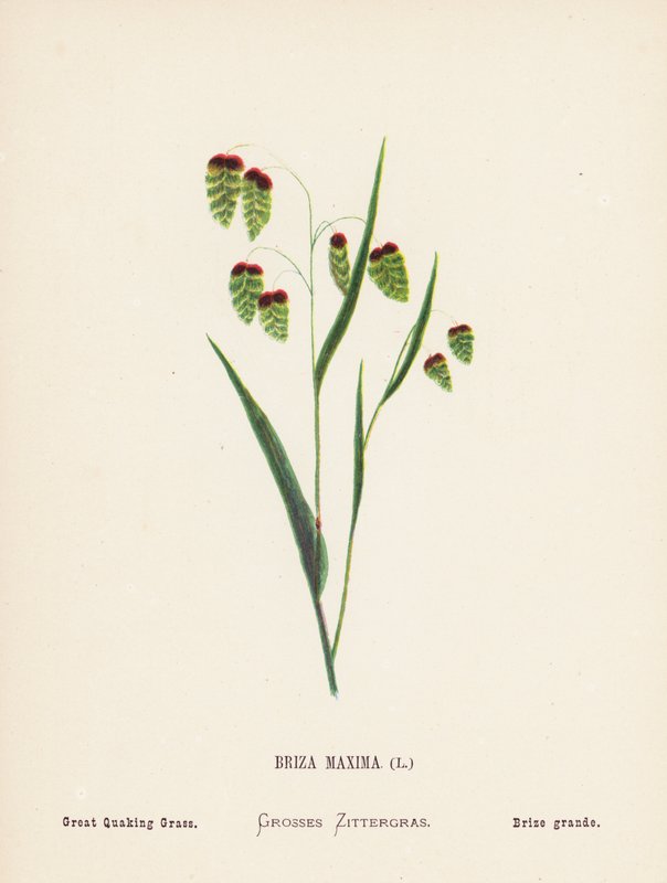 Flores silvestres da Terra Santa: Briza Maxima; Grande erva tremedeira (gravura a cores) de Hannah Zeller