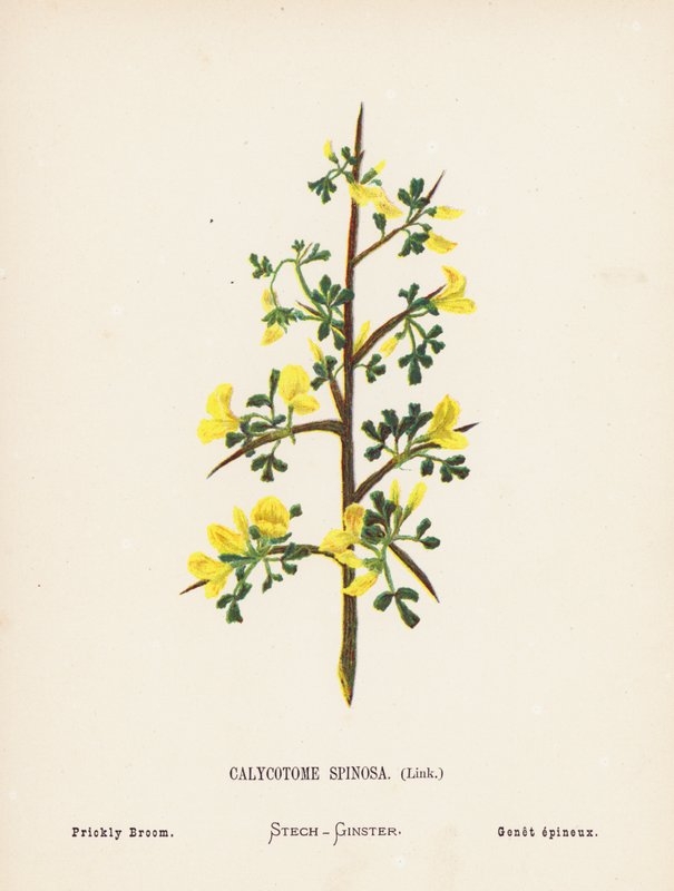 Flores silvestres da Terra Santa: Calycotome Spinosa, Link; Vassoura espinhosa (gravura a cores) de Hannah Zeller
