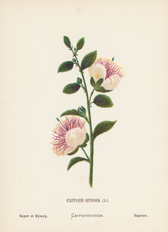 Flores silvestres da Terra Santa: Capparis Spinosa; Cipreste ou Hissopo (gravura a cores) de Hannah Zeller