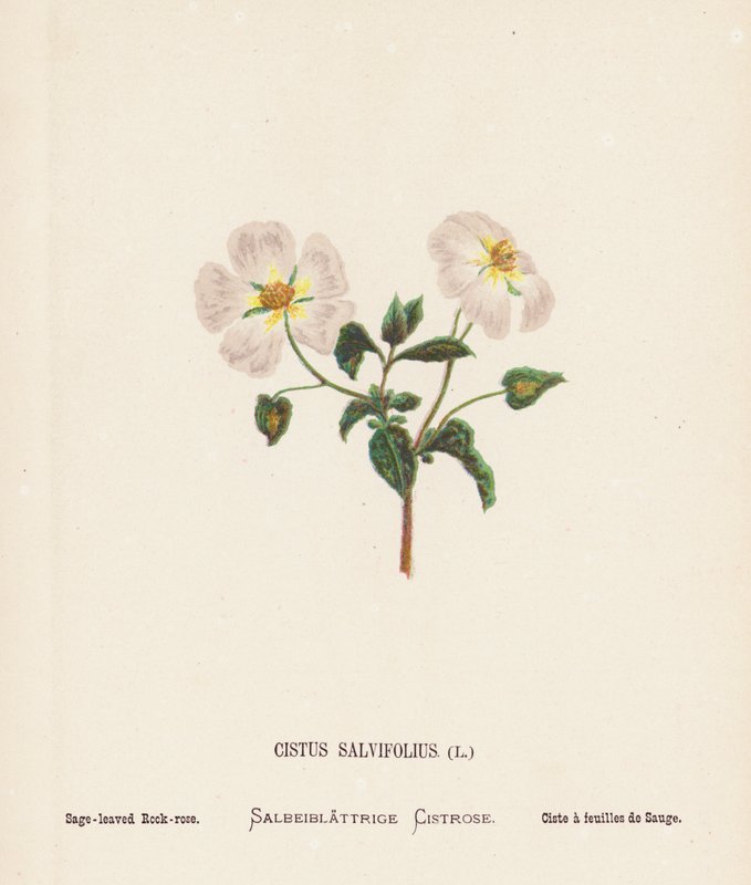 Flores silvestres da Terra Santa: Cistus Salvifolius; rosa-de-são-jorge (gravura a cores) de Hannah Zeller
