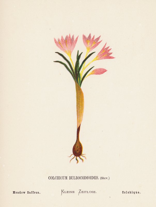 Flores silvestres da Terra Santa: Colchicum Bulbocodioides, Stev; Açafrão dos prados (gravura a cores) de Hannah Zeller