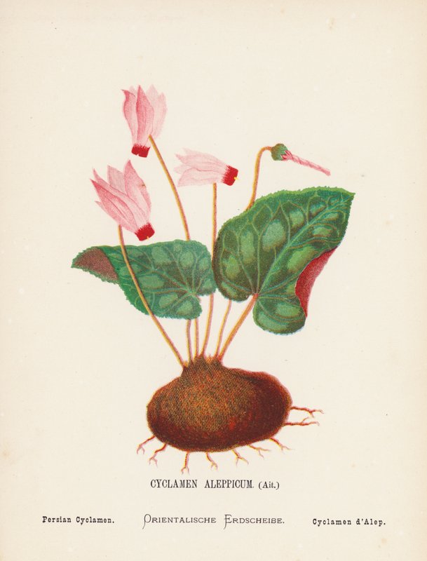 Flores silvestres da Terra Santa: Cyclamen Aleppicum, Ait; Ciclame persa (gravura a cores) de Hannah Zeller
