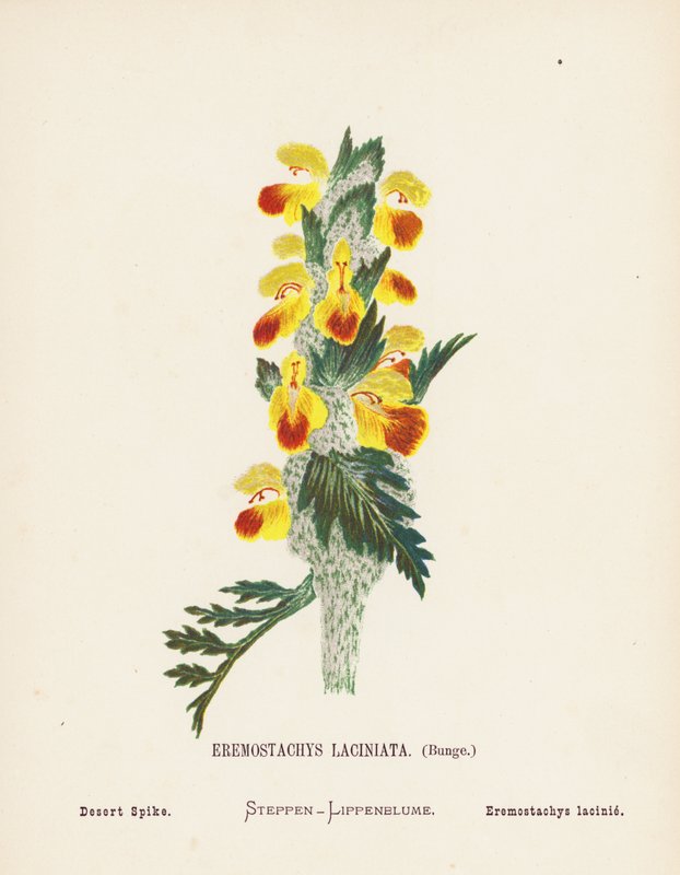 Flores silvestres da Terra Santa: Eremostachys Laciniata, Bunge; Espiga do deserto (gravura a cores) de Hannah Zeller