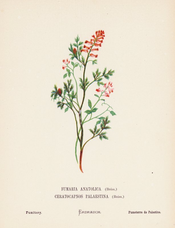 Flores silvestres da Terra Santa: Fumaria Anatolica, Boiss, Ceratocapnos Palaestina, Boiss; Fumitória (gravura a cores) de Hannah Zeller