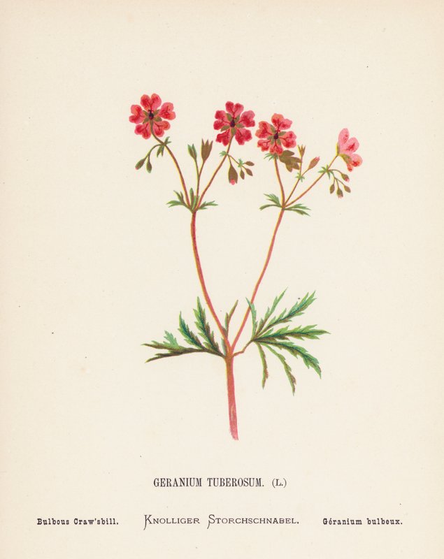 Flores silvestres da Terra Santa: Geranium Tuberosum; bico-de-palha bulboso (gravura a cores) de Hannah Zeller