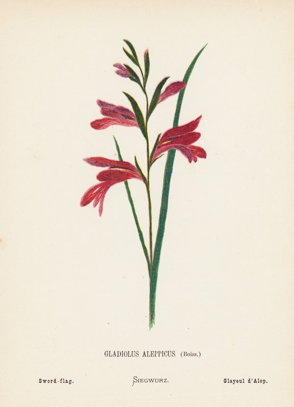 Flores silvestres da Terra Santa: Gladiolus Aleppicus, Boiss; bandeira-espada (gravura a cores) de Hannah Zeller
