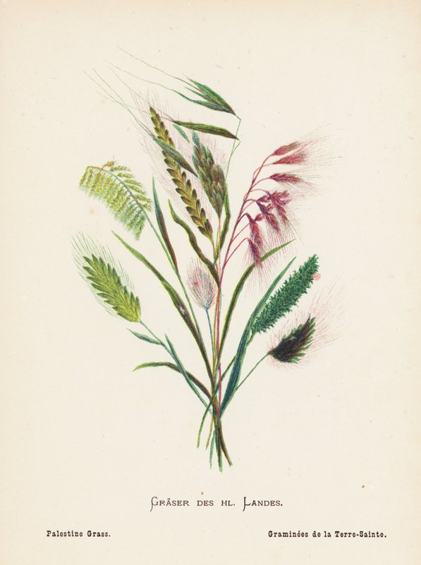 Flores silvestres da Terra Santa: Graser des hl Landes; Erva da Palestina (gravura a cores) de Hannah Zeller