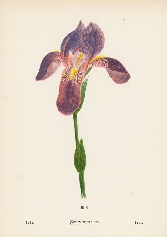 Flores silvestres da Terra Santa: Iris; Iris (gravura a cores) de Hannah Zeller