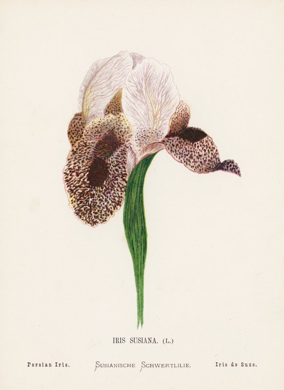 Flores silvestres da Terra Santa: Iris Susiana; Iris persa (gravura a cores) de Hannah Zeller