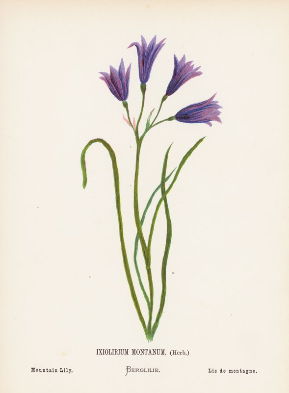 Flores silvestres da Terra Santa: Ixiolirium Montanum, Herb; Lírio da montanha (gravura a cores) de Hannah Zeller
