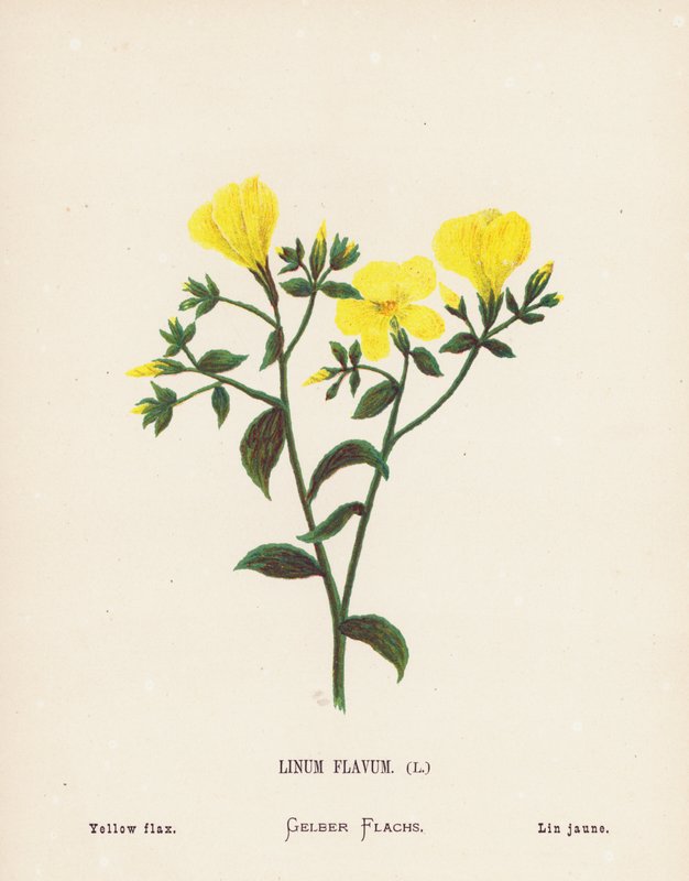 Flores silvestres da Terra Santa: Linum Flavum; linho amarelo (gravura a cores) de Hannah Zeller