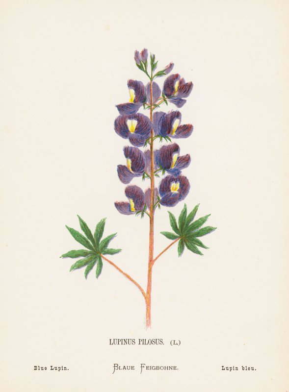 Flores silvestres da Terra Santa: Lupinus Pilosus; Tremoço Azul (gravura a cores) de Hannah Zeller