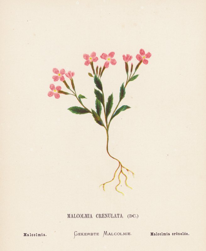 Flores silvestres da Terra Santa: Malcolmia Crenulata; Malcolmia (gravura a cores) de Hannah Zeller