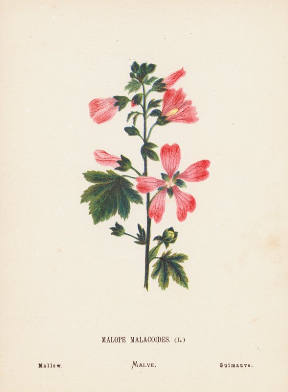 Flores silvestres da Terra Santa: Malope Malacoides; Malva (gravura a cores) de Hannah Zeller