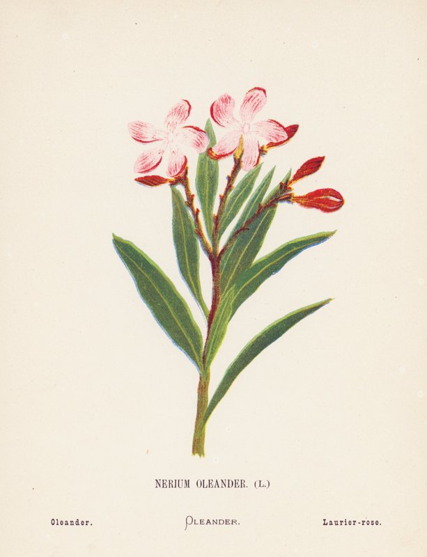 Flores silvestres da Terra Santa: Nerium Oleander; Oleandro (gravura a cores) de Hannah Zeller