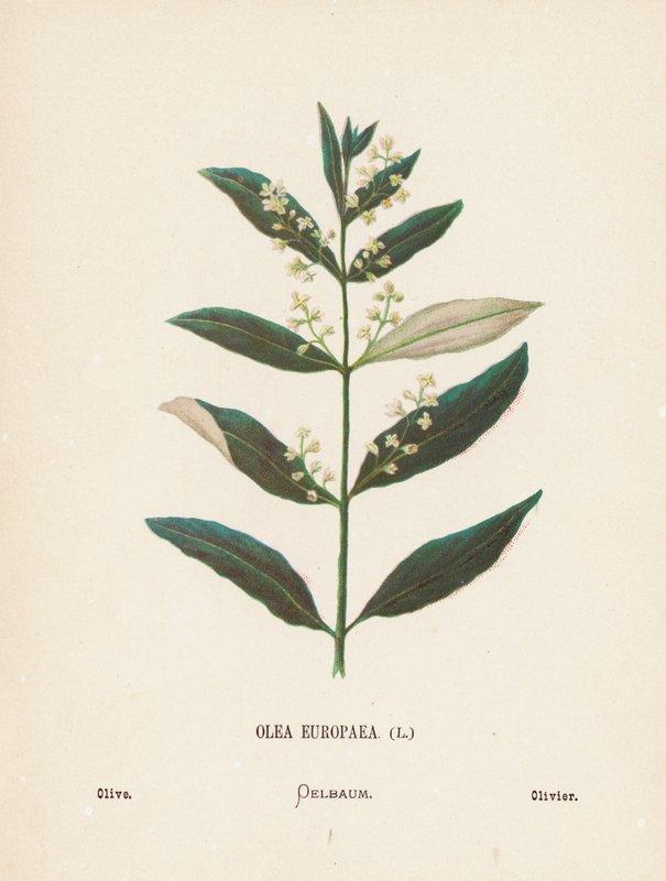 Flores silvestres da Terra Santa: Olea Europaea; oliveira (gravura a cores) de Hannah Zeller
