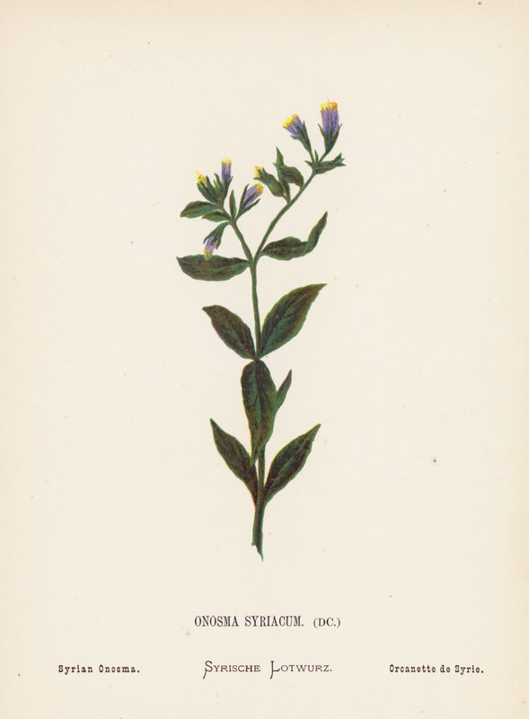 Flores silvestres da Terra Santa: Onosma Syriacum; Onosma síria (gravura a cores) de Hannah Zeller
