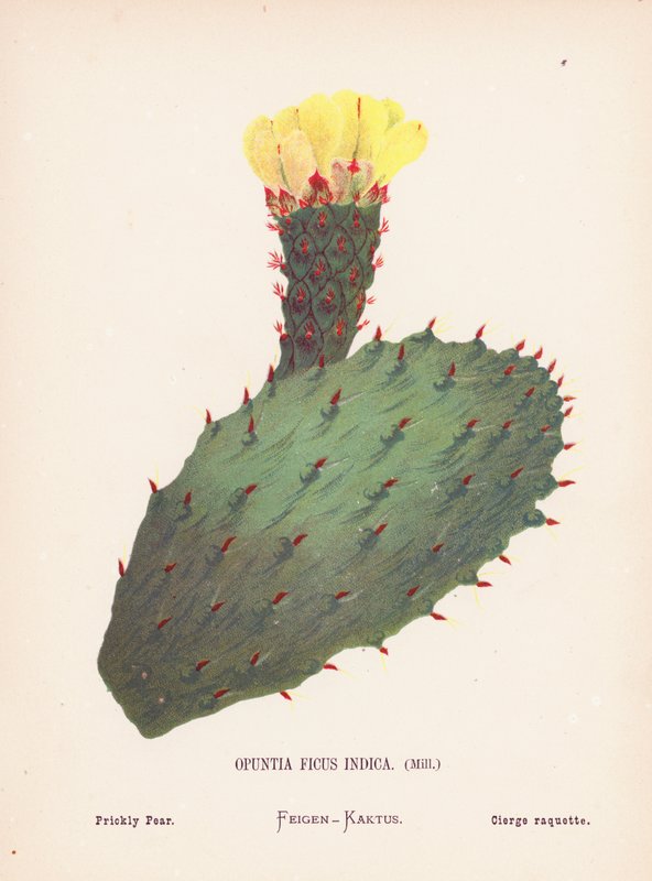 Flores silvestres da Terra Santa: Opuntia Ficus Indica, Mill; pera espinhosa (gravura a cores) de Hannah Zeller