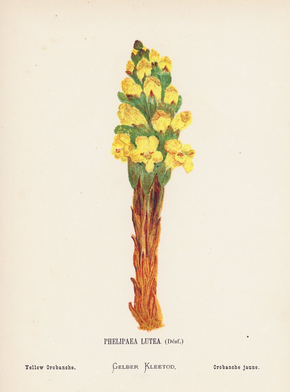 Flores silvestres da Terra Santa: Phelipaea Lutea, Desf; Orobanche amarela (gravura a cores) de Hannah Zeller