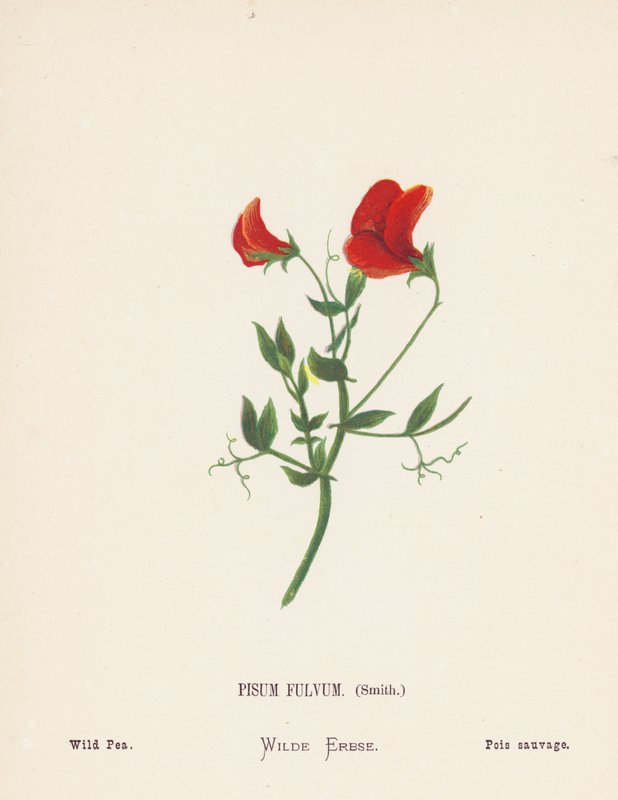Flores silvestres da Terra Santa: Pisum Fulvum, Smith; Ervilha-de-são-joão (gravura colorida) de Hannah Zeller