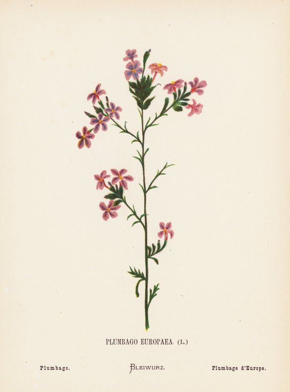 Flores silvestres da Terra Santa: Plumbago Europaea; Plumbago (gravura colorida) de Hannah Zeller