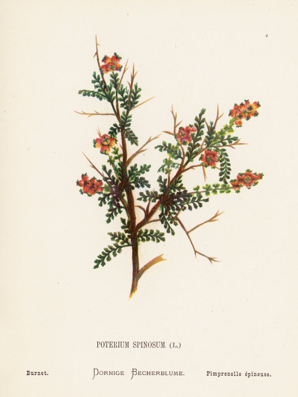 Flores silvestres da Terra Santa: Poterium Spinosum; Burnet (gravura a cores) de Hannah Zeller