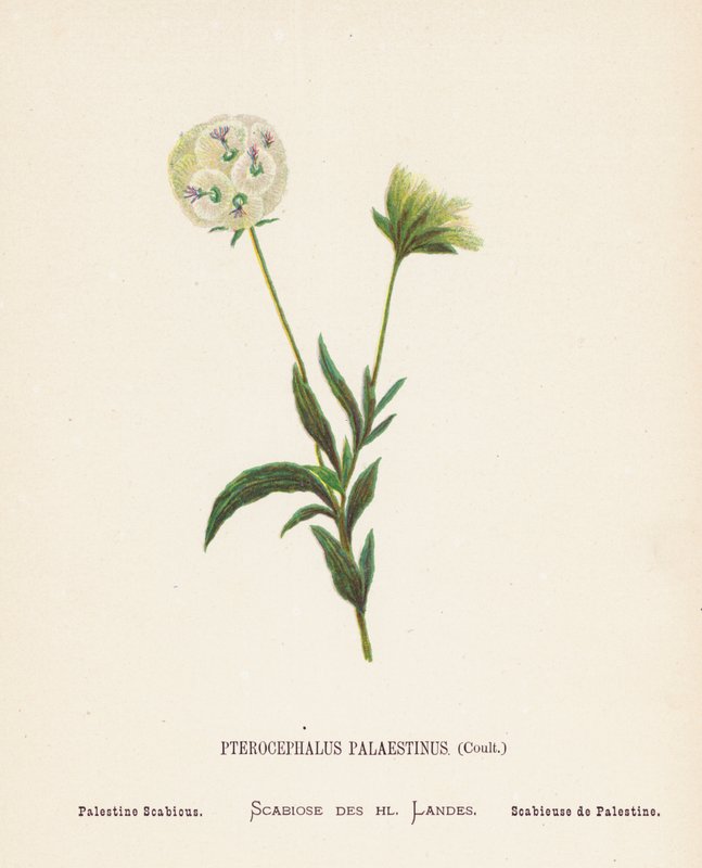 Flores silvestres da Terra Santa: Pterocephalus Palaestinus, Coult; Sarna da Palestina (gravura a cores) de Hannah Zeller