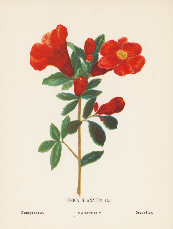 Flores silvestres da Terra Santa: Punica Granatum; romã (gravura a cores) de Hannah Zeller