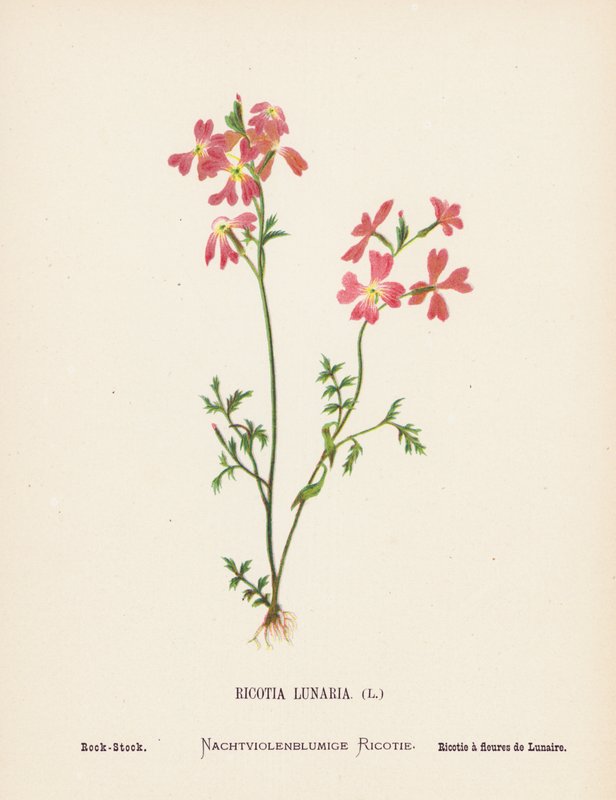 Flores silvestres da Terra Santa: Ricotia Lunaria; Rocha-stock (gravura colorida) de Hannah Zeller