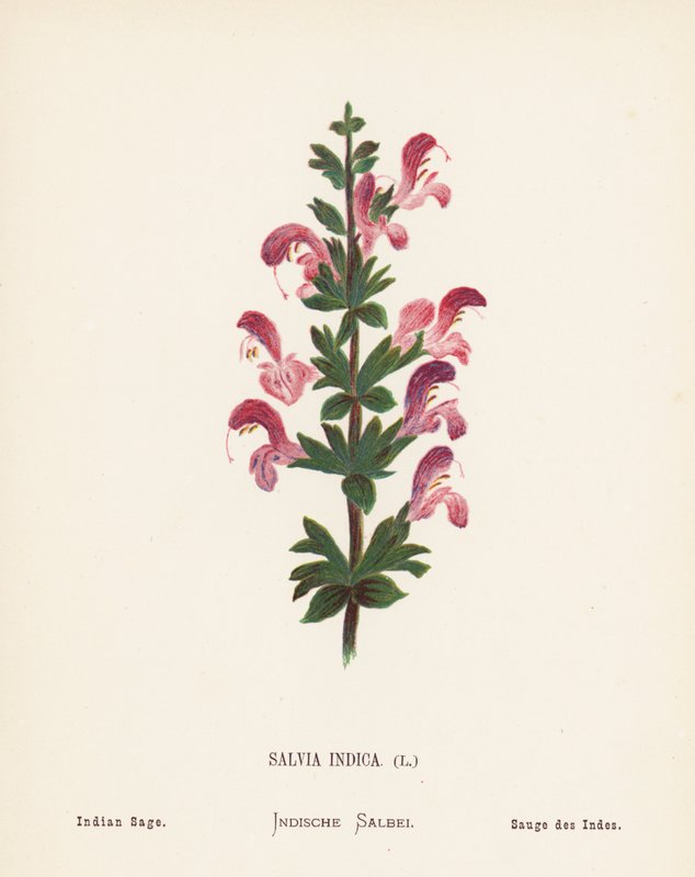 Flores silvestres da Terra Santa: Salvia Indica; Sálvia da Índia (gravura a cores) de Hannah Zeller