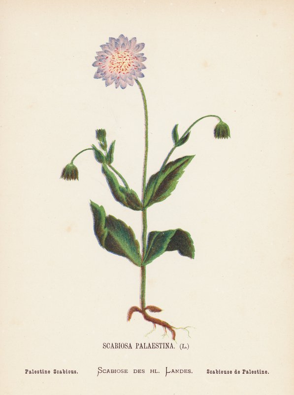 Flores silvestres da Terra Santa: Scabiosa Palaestina; Scabiosa da Palestina (gravura a cores) de Hannah Zeller