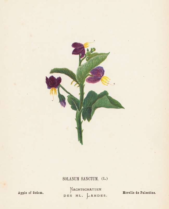 Flores silvestres da Terra Santa: Solanum Sanctum; Maçã de Sodoma (gravura a cores) de Hannah Zeller