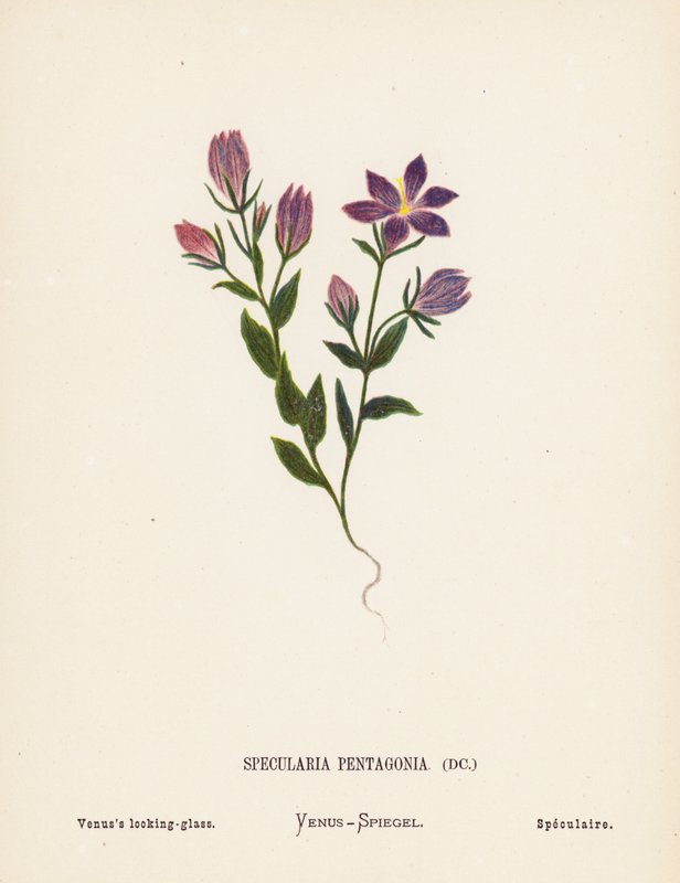 Flores silvestres da Terra Santa: Specularia Pentagonia; Espelho de Vénus (gravura a cores) de Hannah Zeller