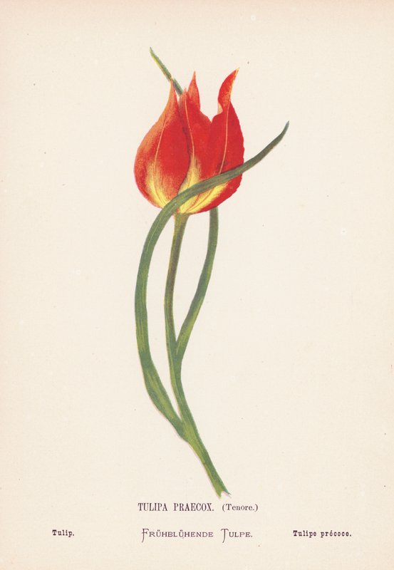 Flores silvestres da Terra Santa: Tulipa Praecox, Tenore; Tulipa (gravura a cores) de Hannah Zeller
