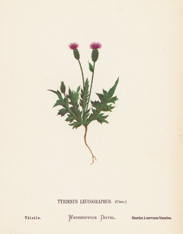 Flores silvestres da Terra Santa: Tyrimnus Leucographus, Cass; Cardo (gravura a cores) de Hannah Zeller