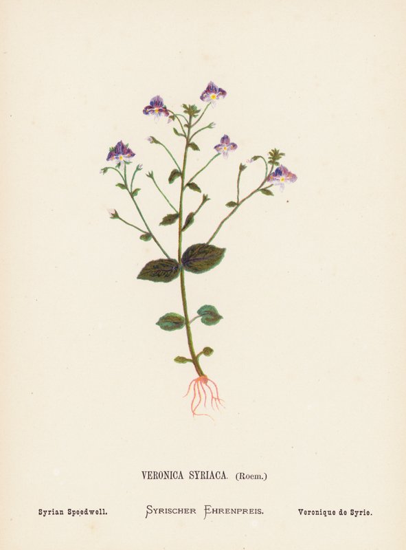 Flores silvestres da Terra Santa: Veronica Syriaca, Roem; Verónica da Síria (gravura a cores) de Hannah Zeller