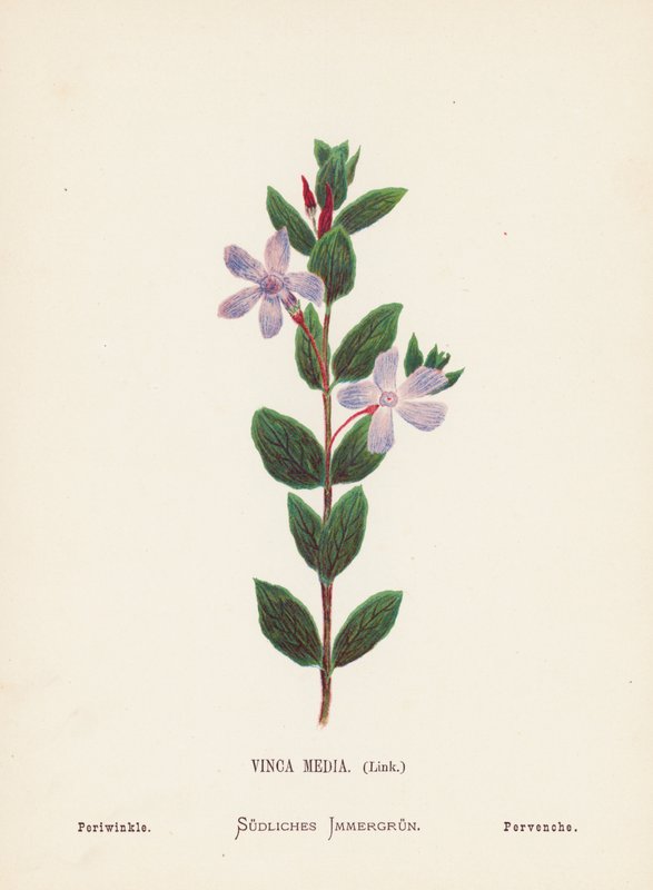 Flores silvestres da Terra Santa: Vinca Media, Link; Pervinca (gravura a cores) de Hannah Zeller