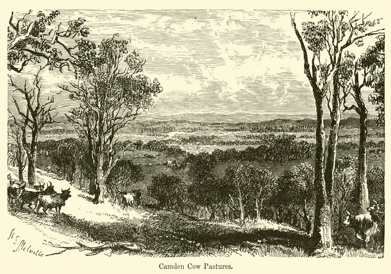 Pastagens Camden Cow de Harden Sidney Melville