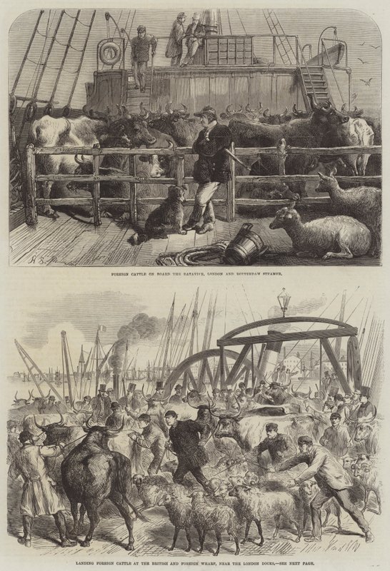 Transporte de gado de Harden Sidney Melville