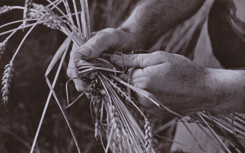 Fazendo faixas de palha (foto em preto e branco) de Harold Burdekin
