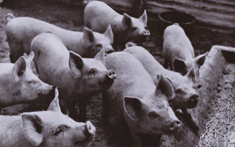 Porcos (foto a p/b) de Harold Burdekin