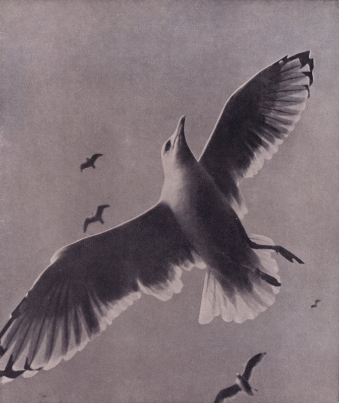 Swift e lofty-soaring, Meredith (foto a p/b) de Harold Burdekin