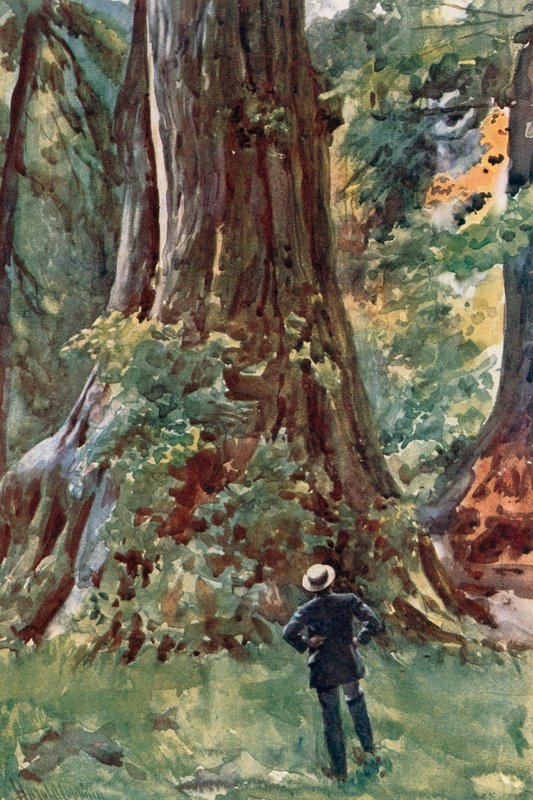 A grande árvore, Stanley Park, Vancouver de Harold Copping