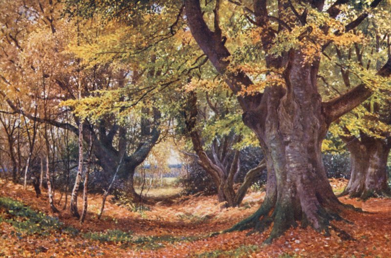 Faias no outono, perto de Godalming (litografia a cores) de Harold Sutton Palmer