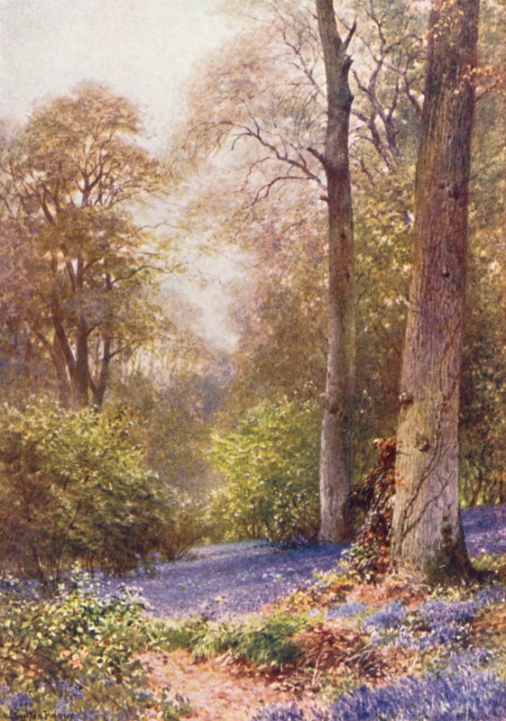 Bluebells, Ripley (litografia a cores) de Harold Sutton Palmer