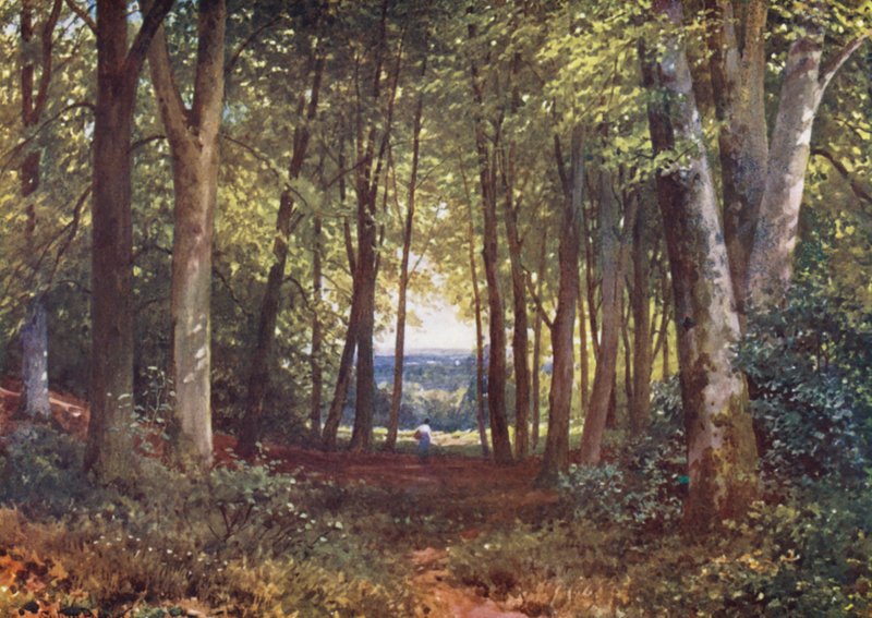 Deer-Leap Wood, Wotton (litografia a cores) de Harold Sutton Palmer