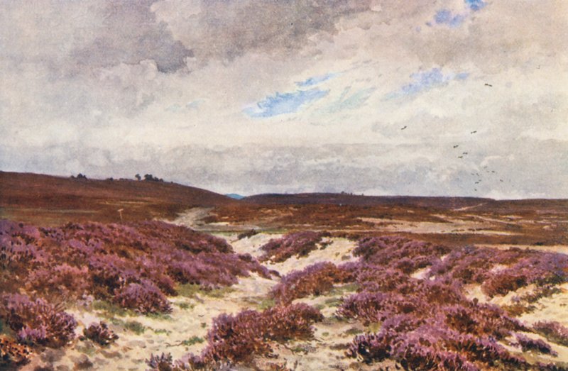 Frensham Common (litografia a cores) de Harold Sutton Palmer